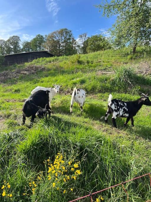 Bornhahn - Idylle Im Westerwald Katzwinkel  Eksteriør billede