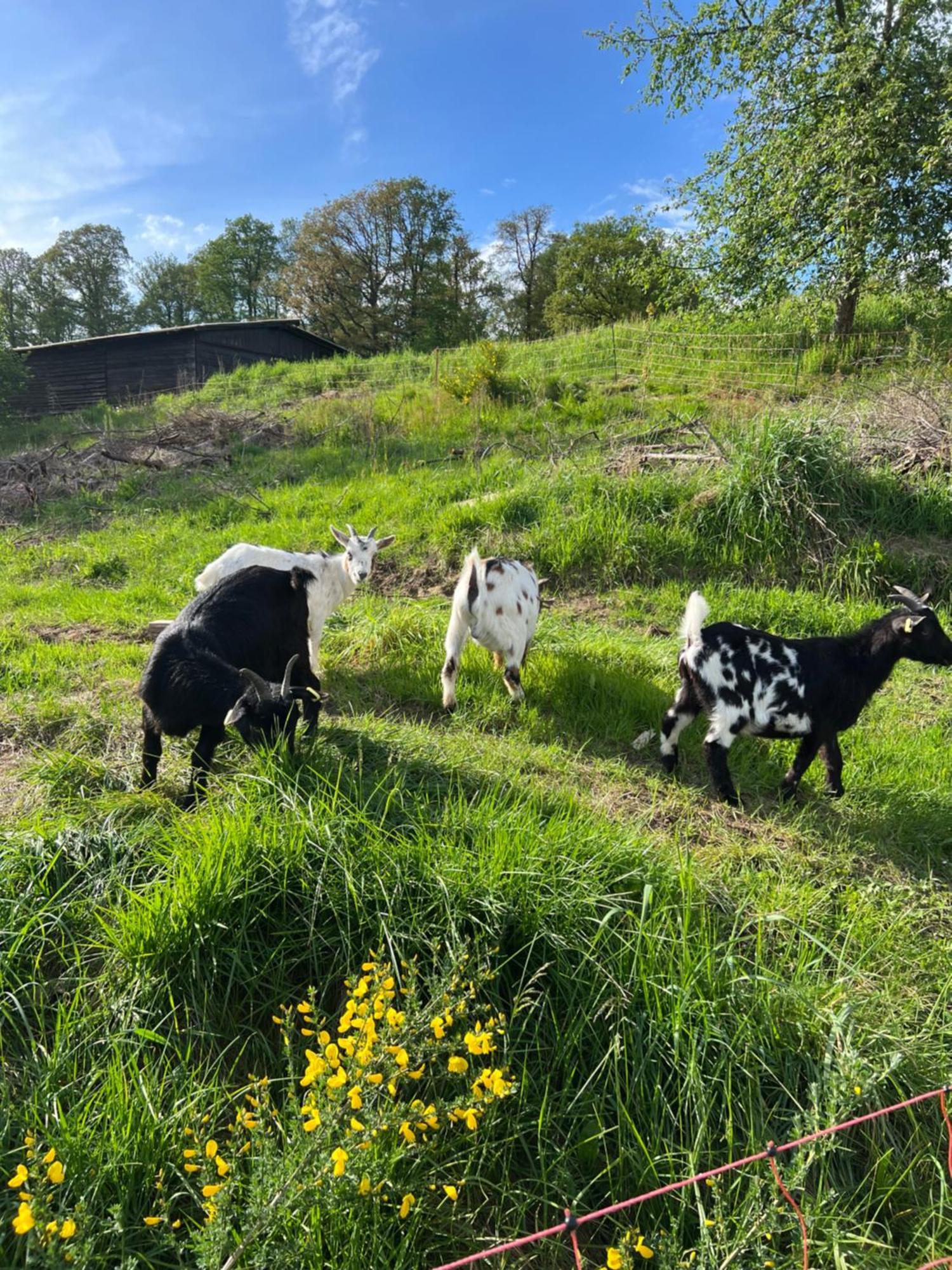 Bornhahn - Idylle Im Westerwald Katzwinkel  Eksteriør billede